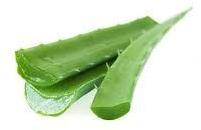 Organic Aloe Vera Leaves