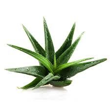 Organic Aloe Vera Plant