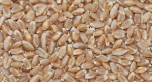 Hybrid Wheat Seeds