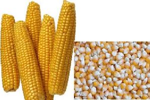 natural maize seeds