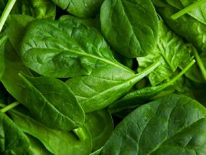 Fresh Spinach