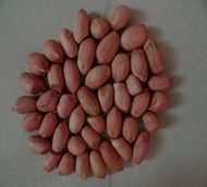 bold peanut kernels