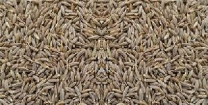 Cumin Seeds