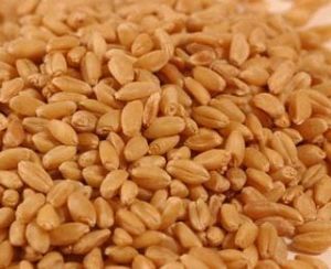 Barley