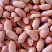 raw peanut kernel