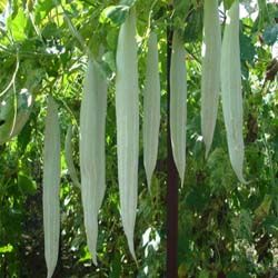 Snake Gourd