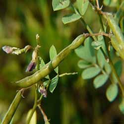 tephrosia purpurea