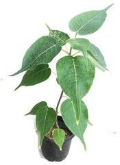 Peepal Tree Plant