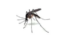 Flying Insects Pest Control Services