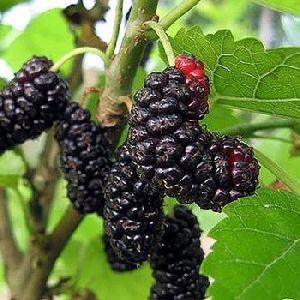 Mulberry Leaf Extract