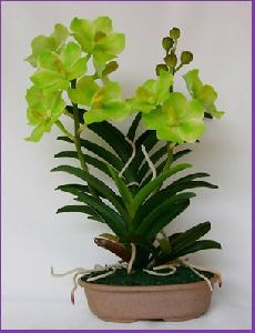 Vanda Orchid Plant