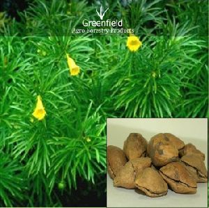 Kaner Ornamental Tree Seeds