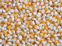 Yellow Corn