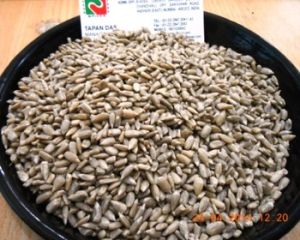 sunflower Seed