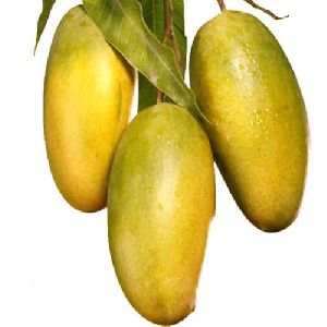 Dasheri Mango