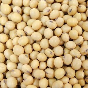 White Soybean Seeds