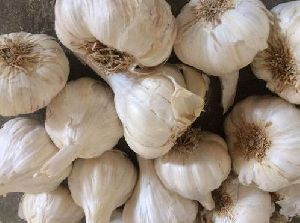 Fullgola Garlic