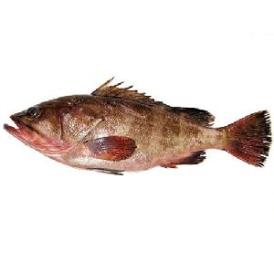 Reef Cod Fish