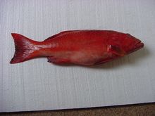 coral trout fish