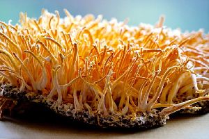 cordyceps mushrooms