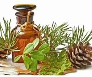 pine needle oil