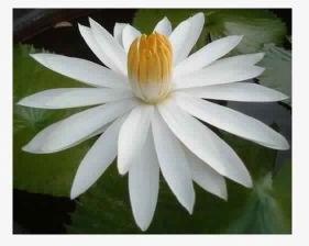 White Lotus Absolute Oil