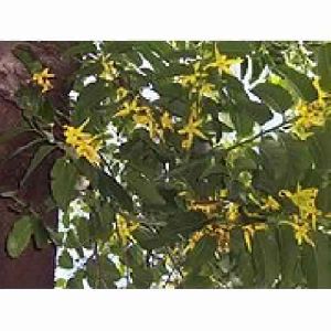 Ylang Ylang Oil