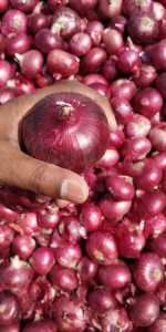 Small Size Red Onion