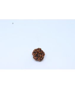 Rudraksha