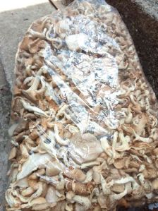 Dried Oyster Mushroom