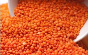 Red Lentils