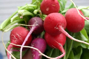 Red Radish