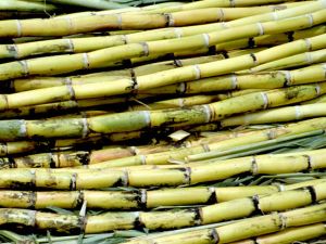 Sugar Cane Green