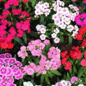 Sweet William Seeds