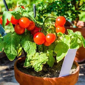 Tomato Seeds