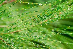 Whistling Tree Seeds