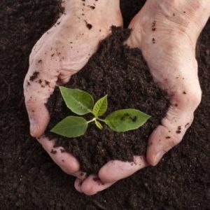 Vermicompost Organic Fertilizer