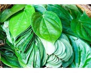 Organic Betel Leaves