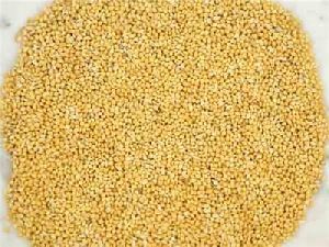 Foxtail Millet Seeds