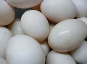 Duck Eggs