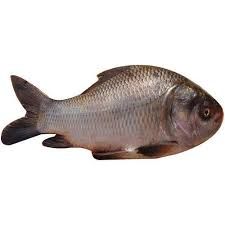Fresh Catla Fish