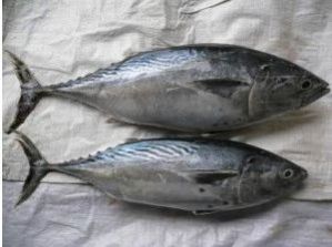 Frozen Bonito Fish