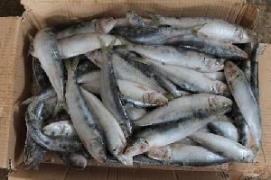 Frozen Sardine Fish