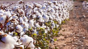 natural raw cotton