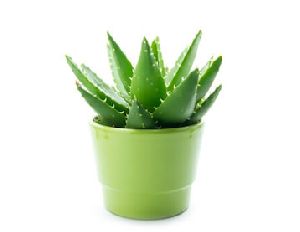 aloe vera baby plants