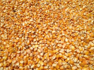 Maize Cattle Feed