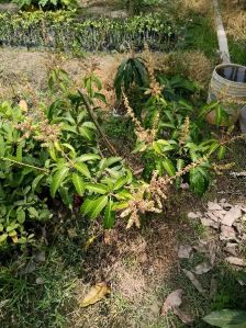 thai all time Mango plants