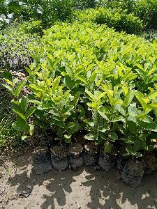 tiwan pink Guava plants