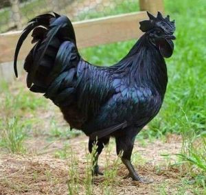 Live black chicken