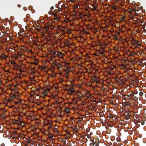 Natural Ragi Seeds